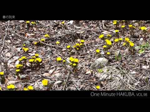 【白馬村】One Minute HAKUBA Vol.98 - 3/29