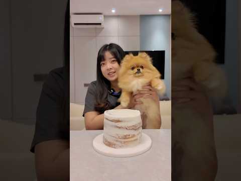 Bikin kue bahan nya anjingku yang milih! #cake #cakedecorating #kueulangtahun #lionicake