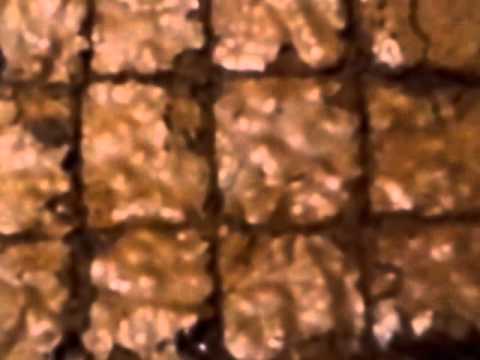 Chocolate fudge cappuccino brownies