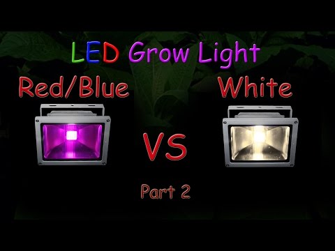 White LED vs Red/Blue LED Grow light Grow Test - Part 2 (The Grow Results!) 2016