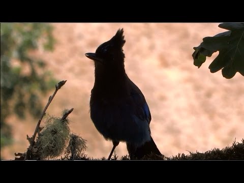 image-Are Steller's jays aggressive?