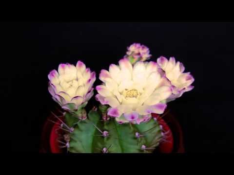 Various Flowers Blooming and Butterfly Emerging