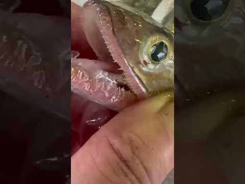 珍しい「ヤスリ状の歯」を持つ肉食魚、エソ。一度掴んだら逃がさないハンターの生態。