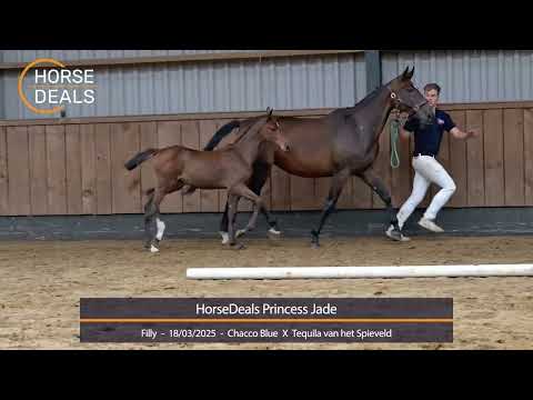 HorseDeals Princess Jade 