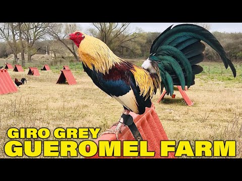 Giros Grey Gueromel Farm San Horacio - Beautiful Birds Tamaulipas Mexico