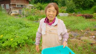【畑】みを知らない孫。84歳 農業日誌【フミちゃんねる】