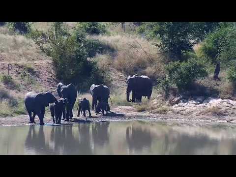 Djuma: Elephant herd comes for drink at the dam - 09:52 - 05/03/20