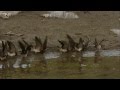 Cliff Swallows gathering mud