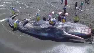preview picture of video 'Sperm Whale washes ashore in Pacifica, CA'