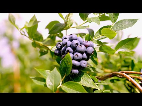 Part of a video titled HHP Automated Blueberry Picking and Packing - YouTube