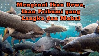 Download lagu Get to know God Fish, Mahseer Fish - Tombro Fish - Tor soro Fish - The salmon of java mp3 Download lagu Get to know God Fish, Mahseer Fish - Tombro Fish - Tor soro Fish - The salmon of java mp3