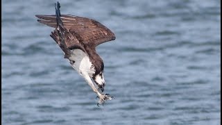 Moment of Impact (Part 2) - Jungle (Full Documentary)