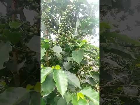 Café de Acevedo huila Colombia vereda siveria