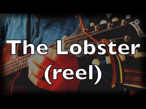 The Lobster (reel) | Irish traditional music | mandola