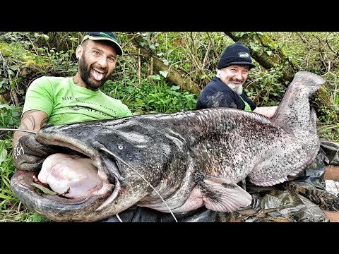 Incredible Huge Catfish tall 8,00 feet - 220 lbs VS little unstable Boat - HD by Catfishing World