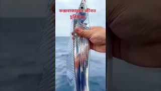 Download lagu জ্যান্ত সুরি মাছ সামুদ্রিক মাছ #shrts #viral #Samudra #samudrik mass #2023video mp3