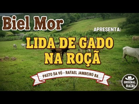 Lida de Gado na Roça: Pasto da Vó em Rafael Jambeiro BA!