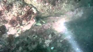 preview picture of video 'Diving at St. Abbs 7th August 2011 - Stirling Scuba'