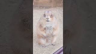 強そうなプレーリードッグ #東山動物園