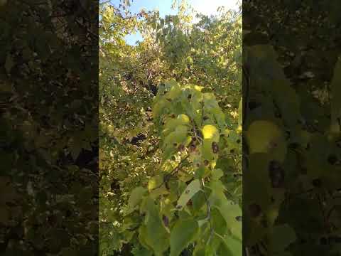 Foraging Buffalo: Common Hackberry Ancient Man's first stored food.