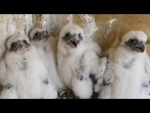 Get a look at falcon chicks with new camera in NJ