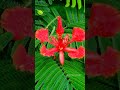 Why You Should Plant Gulmohar Tree