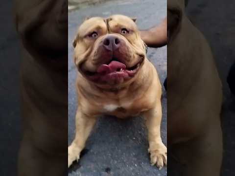 Pitbull enraivado é gigante😳 #pitmonster #pitbull #dogs #viral #cachorro#pets #americanbully #shorts