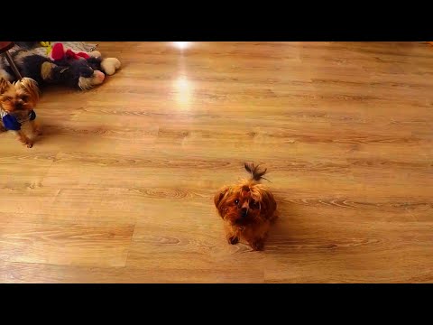 Йорки и супер подушечка