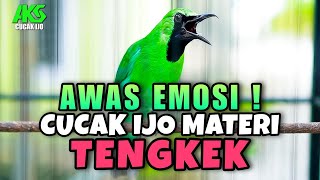 Download lagu CUCAK IJO GACOR ISIAN TENGKEK UDANG NGOTOT COCOK BUAT PANCINGAN DAN MASTERAN IJO LAIN AGAR JAMTROK mp3