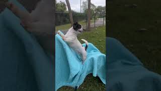 Video preview image #1 Shih Tzu Puppy For Sale in Weston, FL, USA