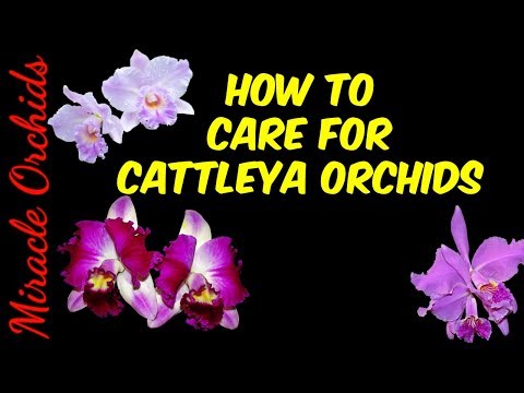 How care for cattleya orchids - watering, fertilizing, reblooming, repotting