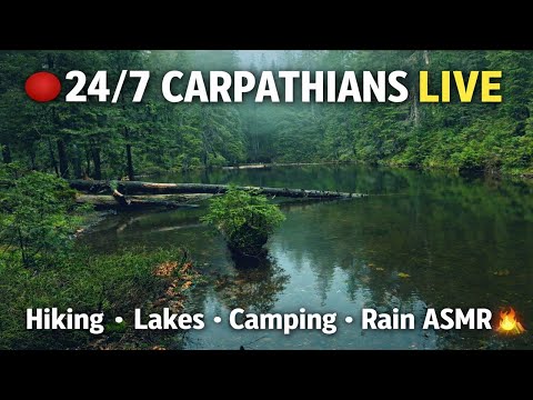 LIVE 🔥 Carpathian Campfire & Forest Rain 🌧️ Relaxing Nature 24/7