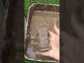 What is in mud??which is your favourite chocolate?#shorts#muddy #youtubeshorts
