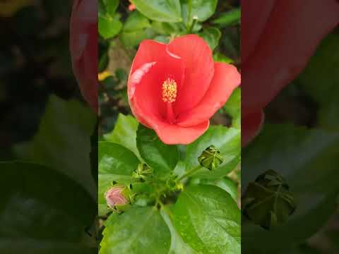 Flowers love Shyama Ma#shorts