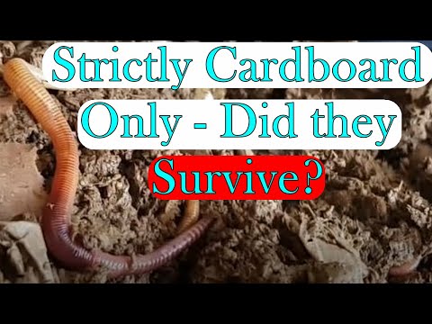 Strictly Cardboard Only Worm Bin 6 Month Update