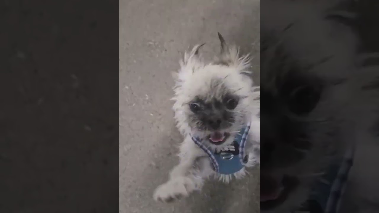 Daisy, an adopted mixed breed in North Vancouver, BC video 5/5