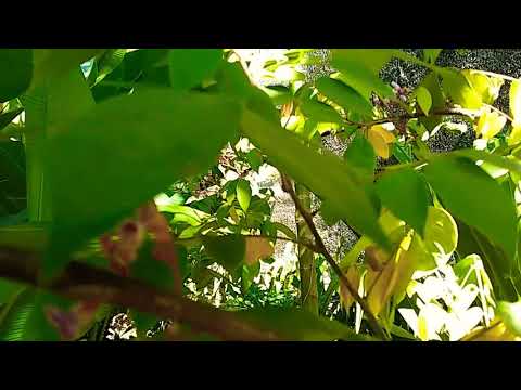 download lagu mp3 mp4 Cambola, download lagu Cambola gratis, unduh video klip Cambola