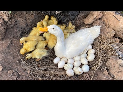 Amazing Pekin Duck Hatching From Eggs - Nee Baby Duck Born