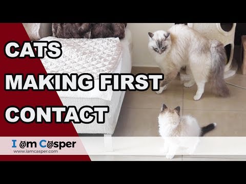 Introducing Ragdoll Cats - Making contact - Day 2 Part 1