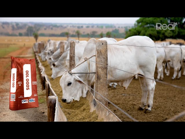 Vídeo sobre o produto LACTOMAX | LINHA MAX