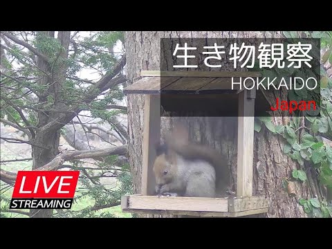 Sapporo - Minami 1 Jo-Dori Ave live cam