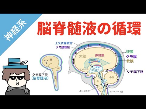 ポワッサン脳脊髄炎について詳しく解説