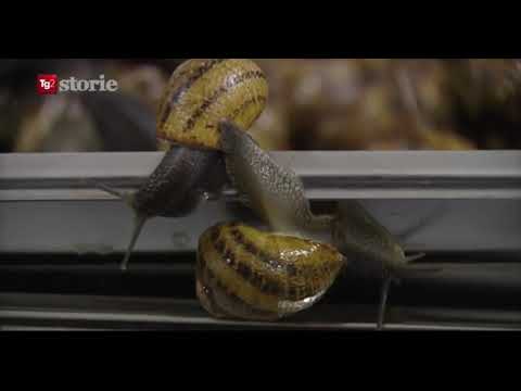 Le lumache e la bava a fini cosmetici dell'Azienda Arcobaleno di Marco Esposito a TG2 Rai storie