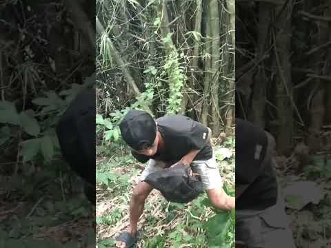 Sugar animals in bamboo #nature #shortvideo