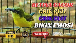 Download lagu SOGON BETINA GACOR MEMANGGIL PEJANTAN COCOK UNTUK PANCINGAN EMOSI DAN MENAIKAN BIRAHI #PART 81 mp3