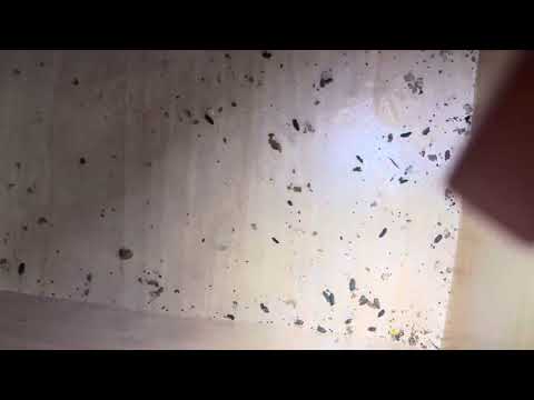 Mice Droppings In Kitchen: Mouse Control for Removal!