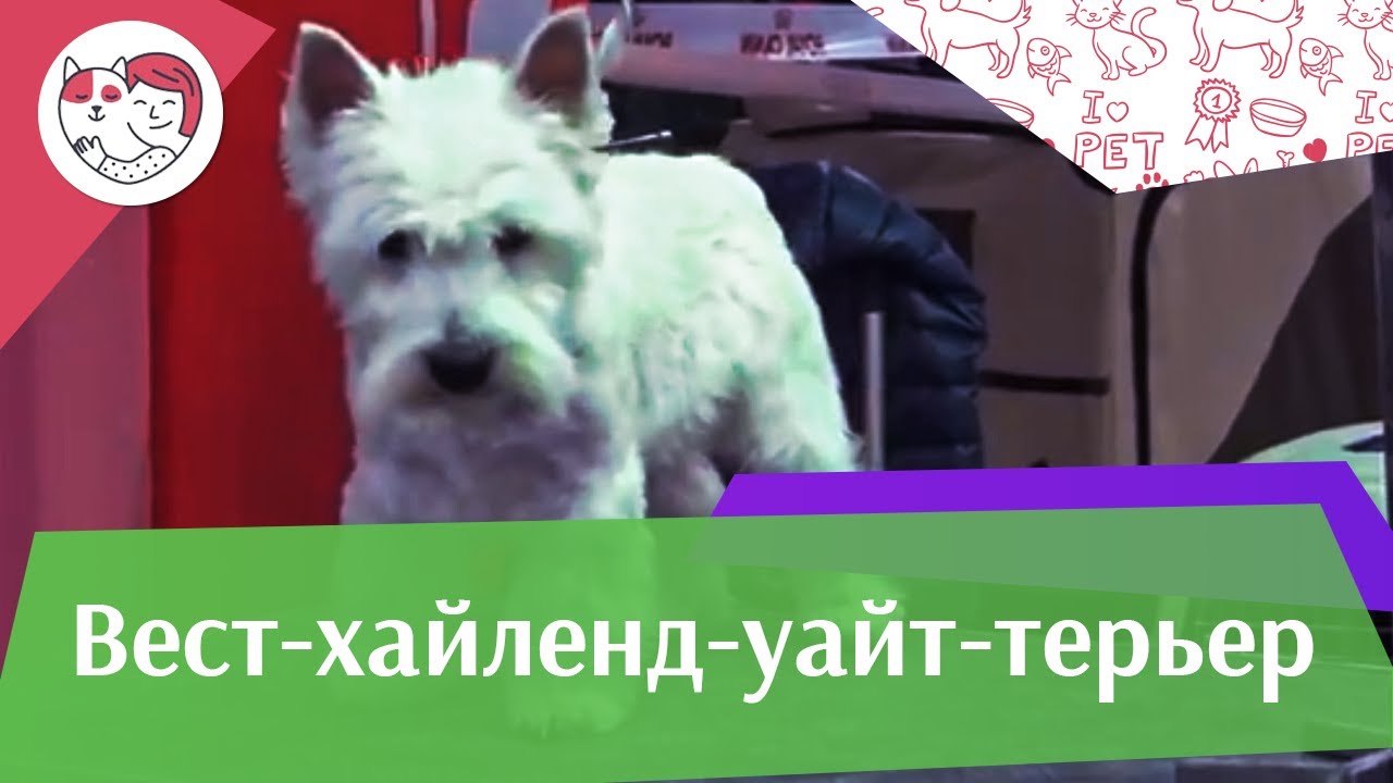 Вест хайленд уайт терьер на ilikepet. Особенности породы, уход
