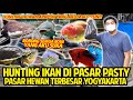 Pasar Ikan Hias Di Yogyakarta