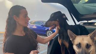 CountryPet Naturals Drool Factor