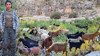 Download lagu 🏔️ Nomadic Life of Iran: From the Mountains to the Green Plains 🌾 | Shepherding Sheep 🐑 mp3